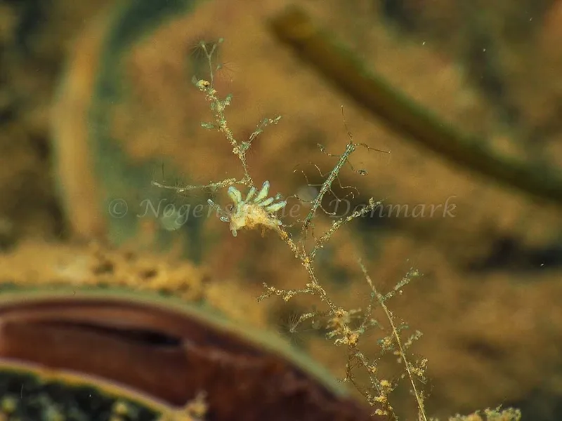 Eubranchus rupium - Kollund Mole - Foto: Jens Egon Jørgensen