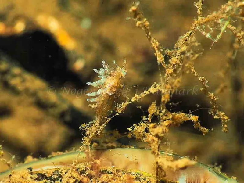 Eubranchus rupium - Kollund Mole - Foto: Jens Egon Jørgensen