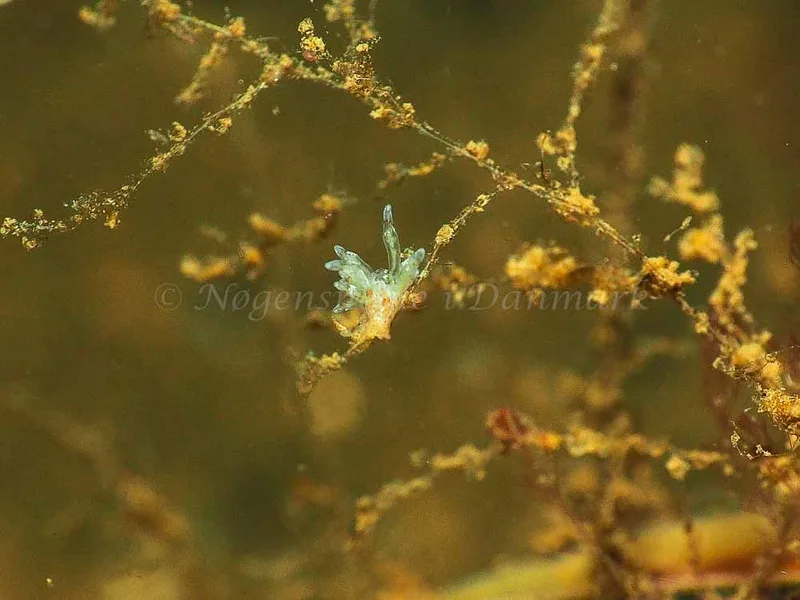 Eubranchus rupium - Kollund Mole - Foto: Jens Egon Jørgensen