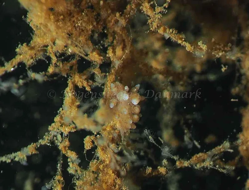 Eubranchus rupium - Kollund Mole - Foto: Jens Egon Jørgensen
