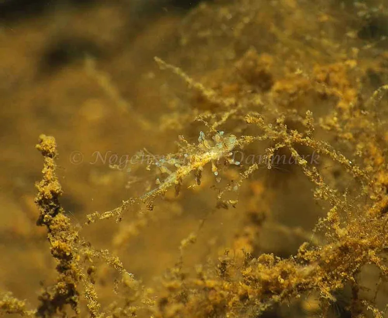 Eubranchus rupium - Kollund Mole - Foto: Jens Egon Jørgensen