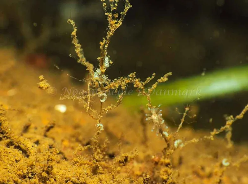 Eubranchus rupium - Kollund Mole - Foto: Jens Egon Jørgensen