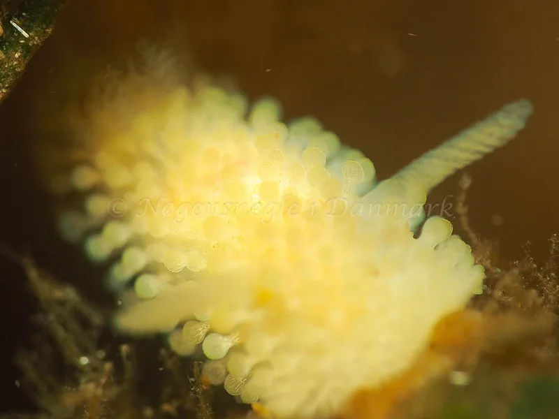 Onchidoris muricata - Kollund Lillestrand - Foto: Jens Egon Jørgensen