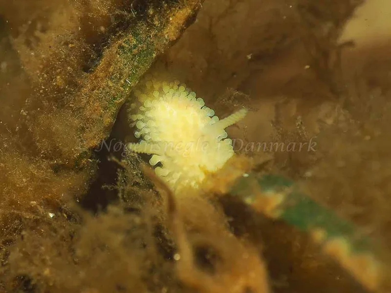Onchidoris muricata - Kollund Lillestrand - Foto: Jens Egon Jørgensen