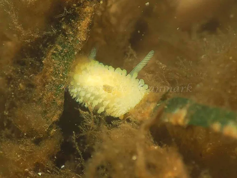 Onchidoris muricata - Kollund Lillestrand - Foto: Jens Egon Jørgensen