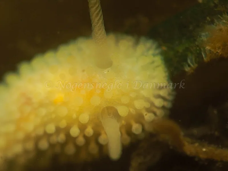 Onchidoris muricata - Kollund Lillestrand - Foto: Jens Egon Jørgensen