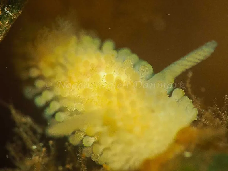 Onchidoris muricata - Kollund Lillestrand - Foto: Jens Egon Jørgensen