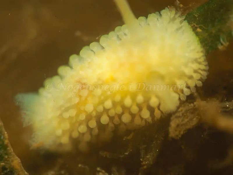 Onchidoris muricata - Kollund Lillestrand - Foto: Jens Egon Jørgensen