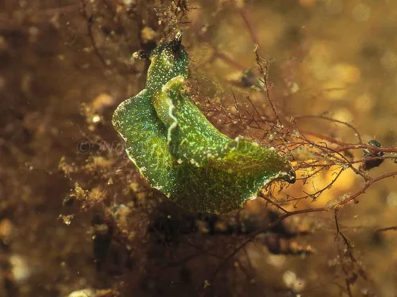 Elysia viridis (Saccoglossa) - Sønderhav Strand - Foto: Jens Egon Jørgensen
