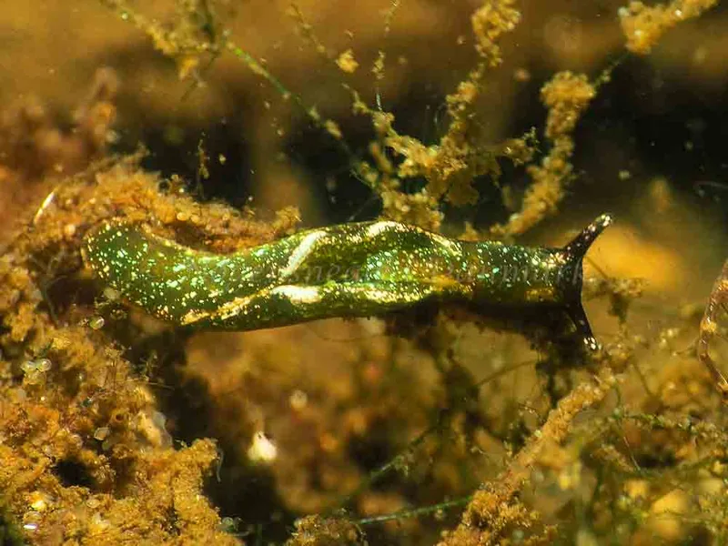 Elysia viridis (Saccoglossa) - Sønderhav Strand - Foto: Jens Egon Jørgensen