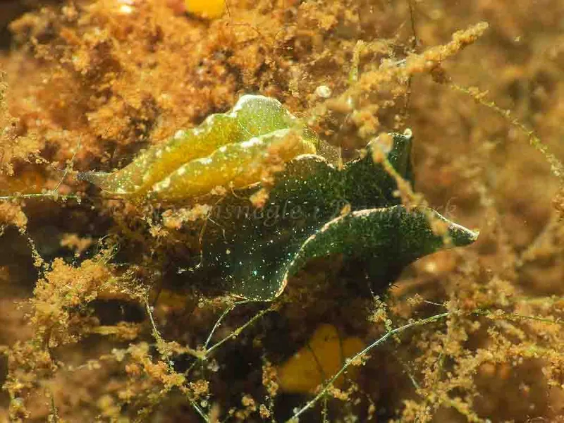 Elysia viridis (Saccoglossa) - Sønderhav Strand - Foto: Jens Egon Jørgensen