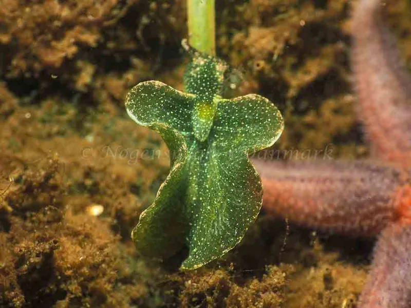 Elysia viridis (Saccoglossa) - Sønderhav Strand - Foto: Jens Egon Jørgensen