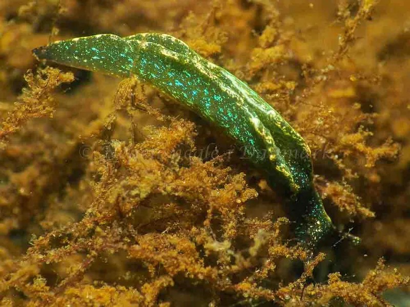 Elysia viridis (Saccoglossa) - Sønderhav Strand - Foto: Jens Egon Jørgensen