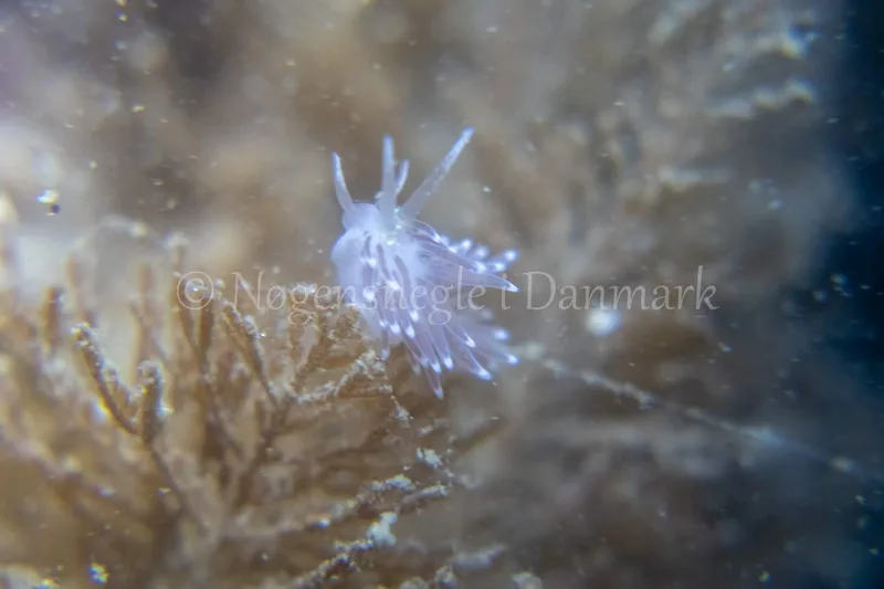 Cuthonella concinna - Ammoniakhavnen - Foto: Tina Hindal