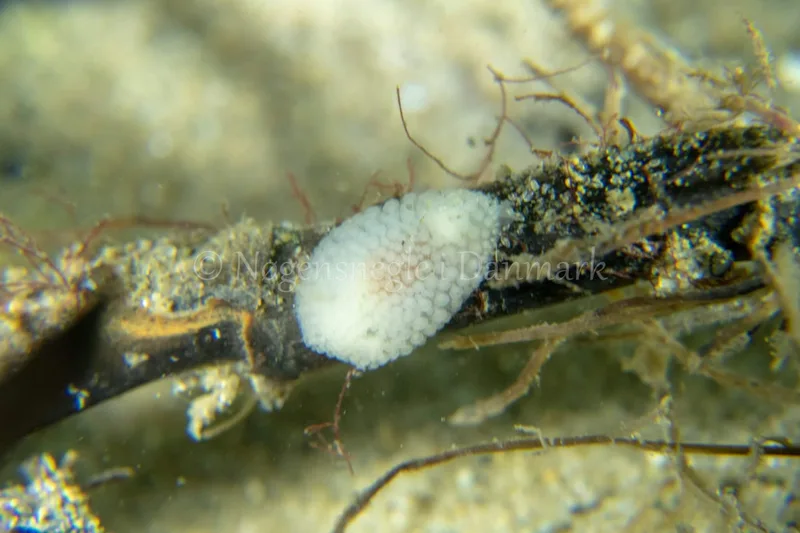 Onchidoris muricata - Søbadet - Foto: Tina Hindal