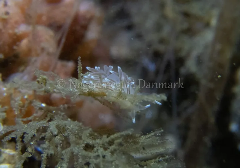 Cuthonella concinna - Ammoniakhavnen - Foto: Tina Hindal