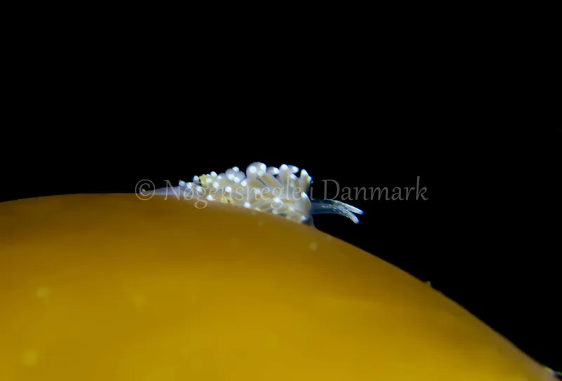 Cuthonella concinna - Søbadet - Foto: Tina Hindal