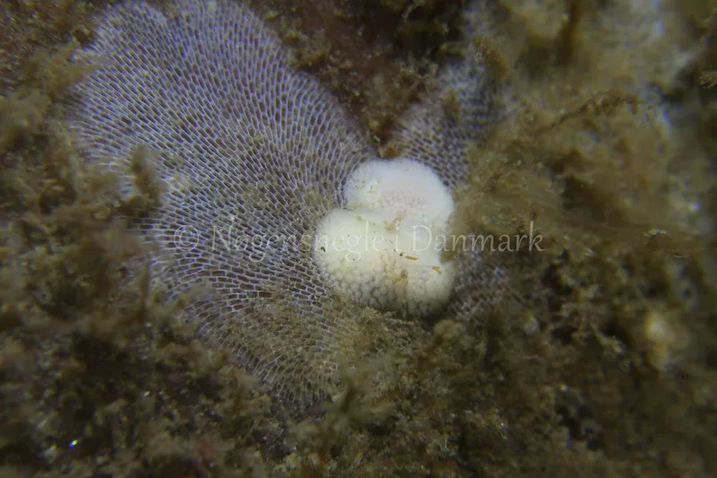 Onchidoris muricata - Ammoniakhavnen - Foto: Tina Hindal
