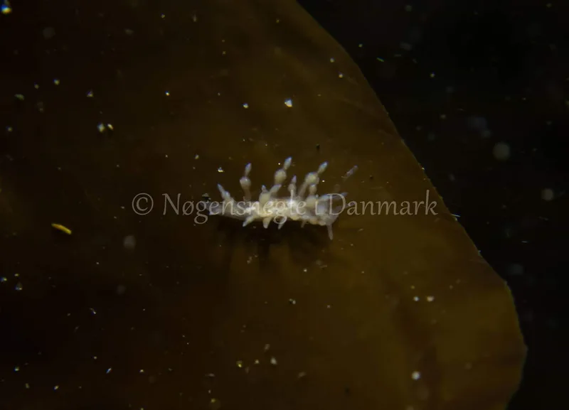 Eubranchus rupium - Ammoniakhavnen - Foto: Tina Hindal