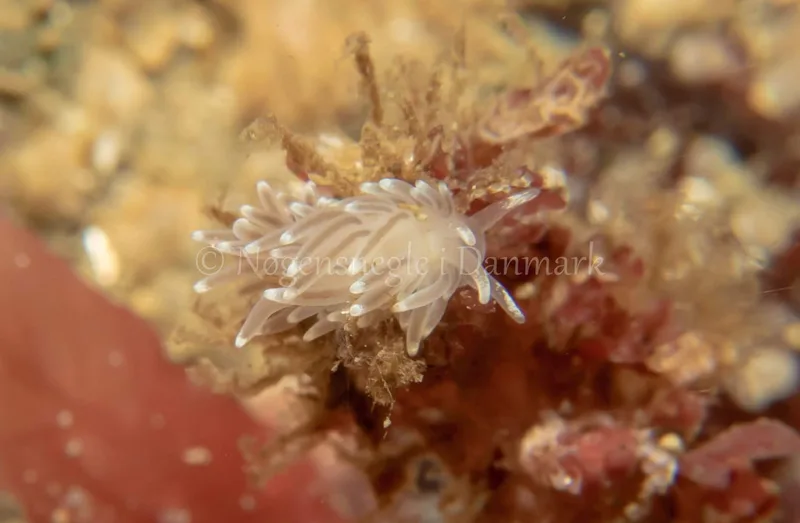 Cuthonella concinna - Søbadet - Foto: Tina Hindal