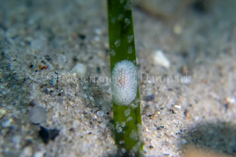 Onchidoris muricata - Ammoniakhavnen - Foto: Tina Hindal