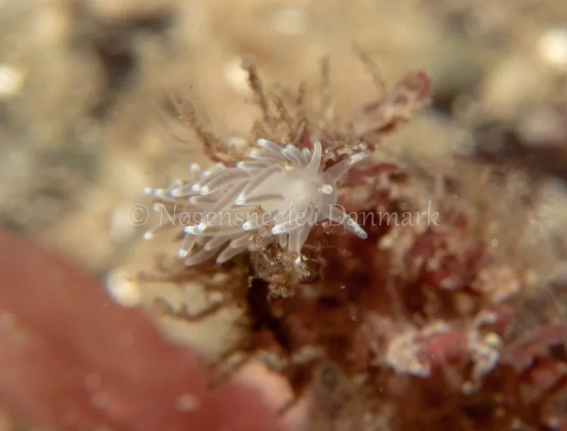 Cuthonella concinna - Søbadet - Foto: Tina Hindal
