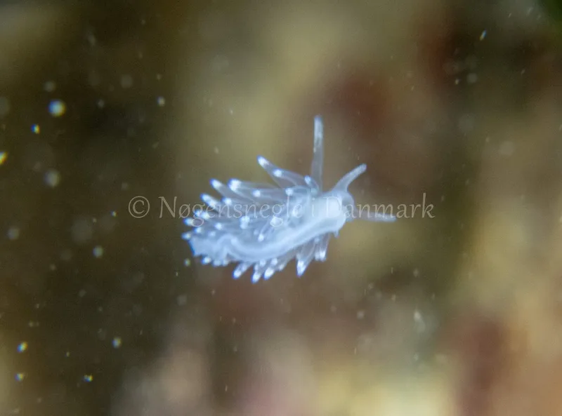 Cuthonella concinna - Søbadet - Foto: Tina Hindal