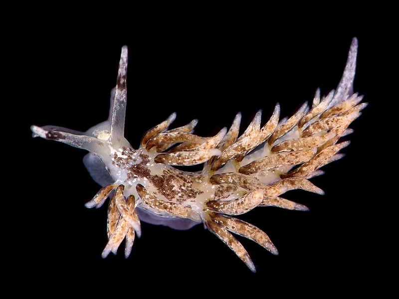 Billede af nøgensneglen Rubramoena amoena