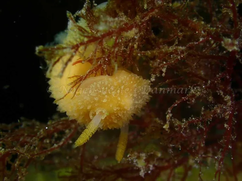 Acanthodoris pilosa - Grenaa Nordmolen - Foto: Per Søndergaard