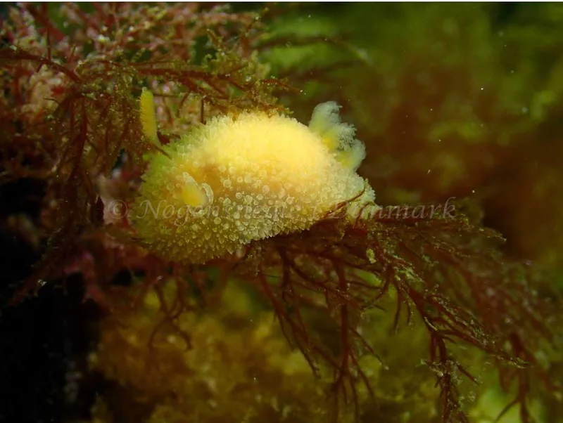 Acanthodoris pilosa - Grenaa Nordmolen - Foto: Per Søndergaard