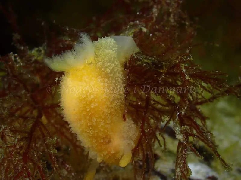 Acanthodoris pilosa - Grenaa Nordmolen - Foto: Per Søndergaard