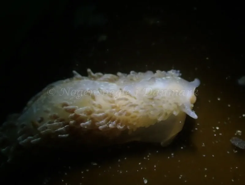 Aeolidia papillosa - Aarhus Ø Havn - Foto: Per Søndergaard