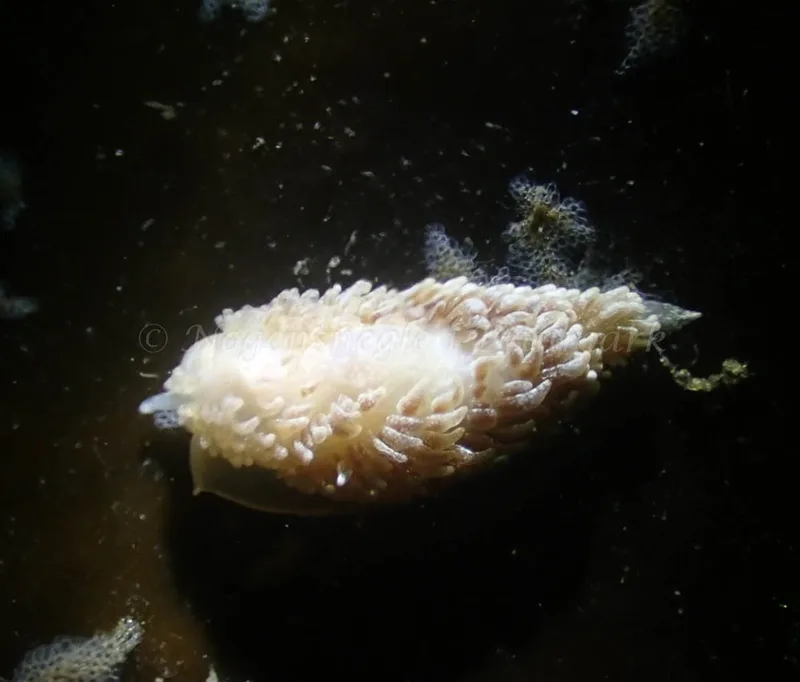 Aeolidia papillosa - Aarhus Ø Havn - Foto: Per Søndergaard