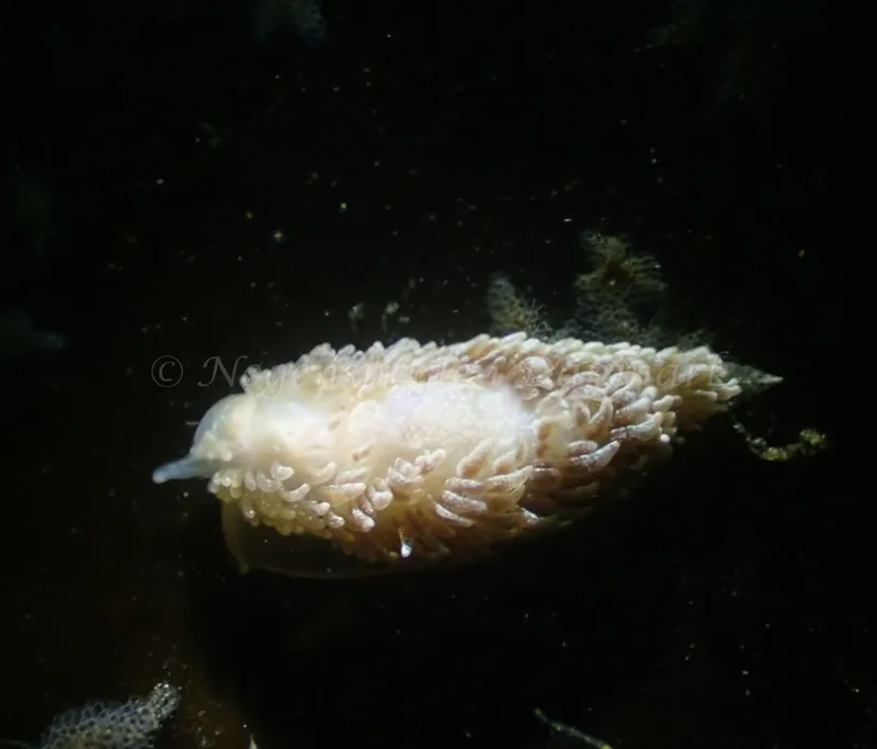 Aeolidia papillosa - Aarhus Ø Havn - Foto: Per Søndergaard