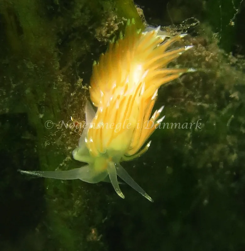 Facelina cf. bostoniensis - Noah´s Ark - Foto: Charlotte Grosen