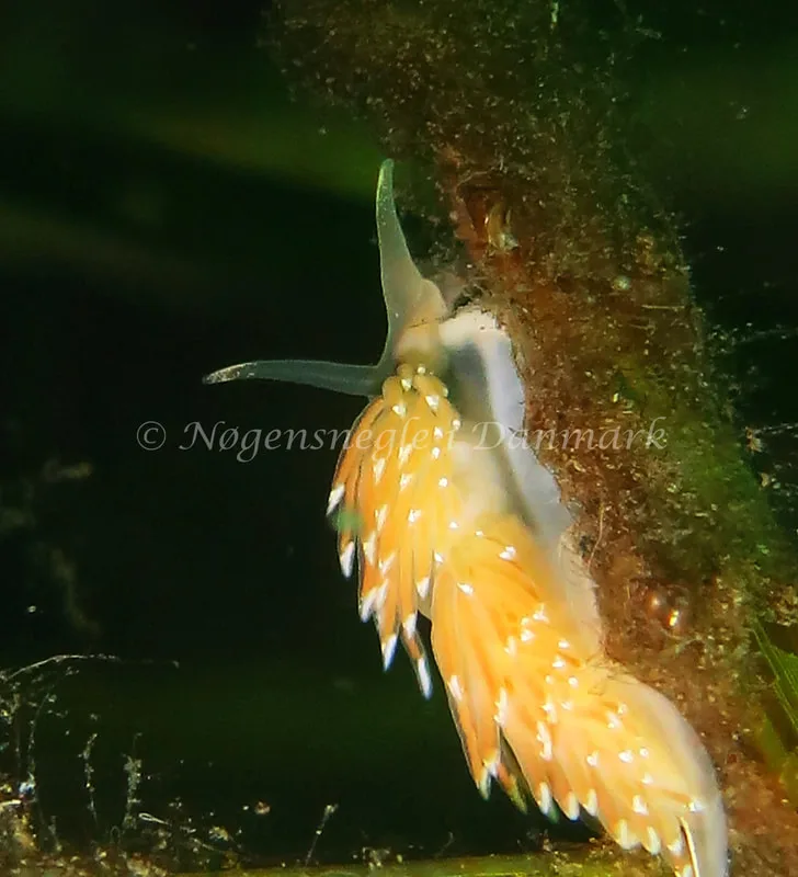 Facelina cf. bostoniensis - Noah´s Ark - Foto: Charlotte Grosen