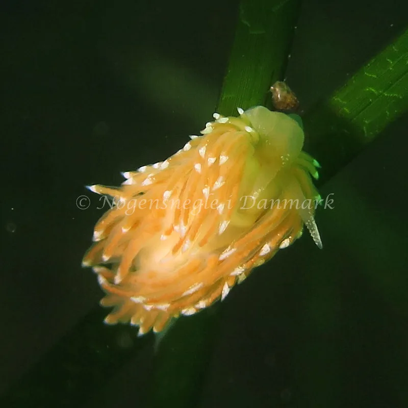 Facelina cf. bostoniensis - Noah´s Ark - Foto: Charlotte Grosen