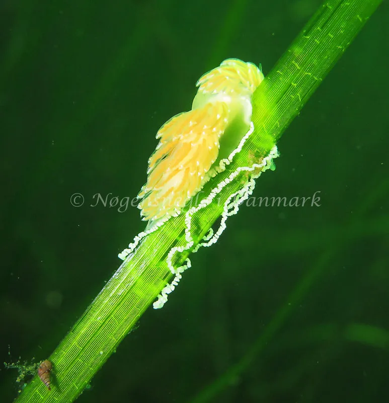 Facelina cf. bostoniensis - Noah´s Ark - Foto: Charlotte Grosen