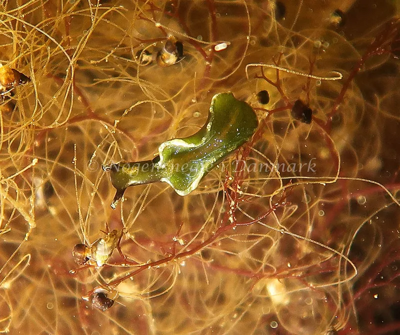 Elysia viridis - Marbæk, Roskilde Fjord - Foto: René S. Johansen