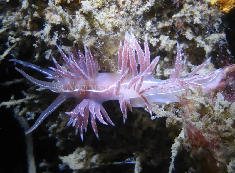 Fjordia chriskaugei - Sinne Nordfisk - Foto: Rasmus Bendsen