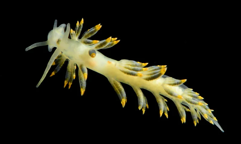 Billede af nøgensneglen Trinchesia caerulea
