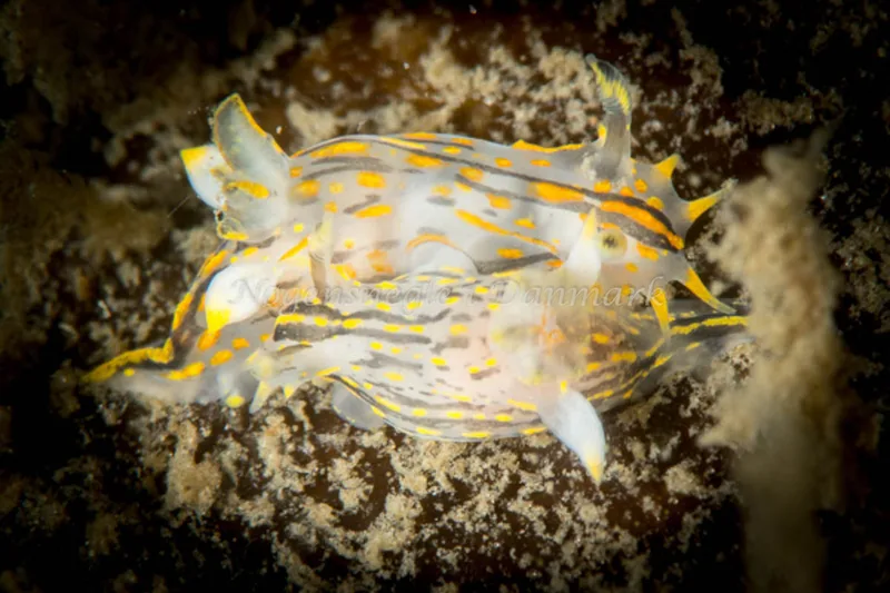 Polycera quadrilineata - Trykkerdammen - Foto: Morten Beier