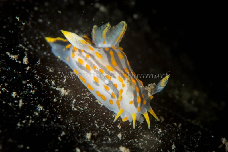 Polycera quadrilineata - Trykkerdammen - Foto: Morten Beier