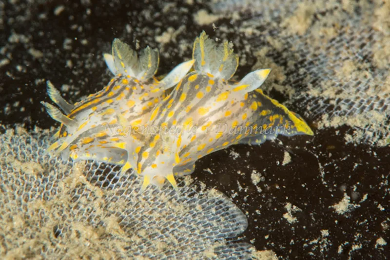 Polycera quadrilineata - Trykkerdammen - Foto: Morten Beier