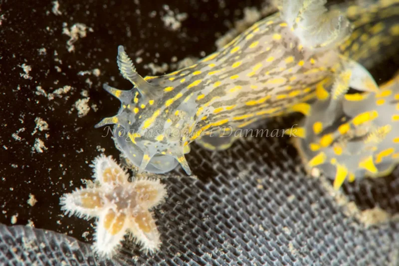Polycera quadrilineata - Trykkerdammen - Foto: Morten Beier