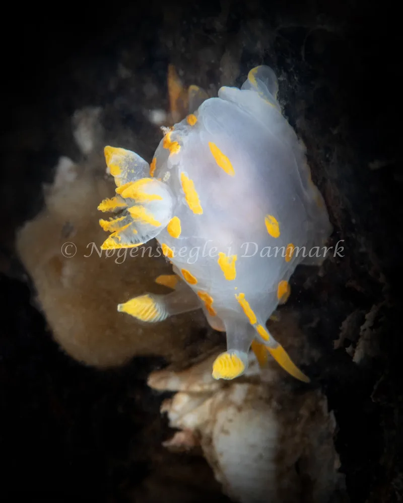 Polycera quadrilineata - Søbadet - Foto: Helene-Julie Zofia Paamand