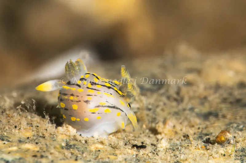 Polycera quadrilineata - Ammoniakhavnen - Foto: Helene-Julie Zofia Paamand