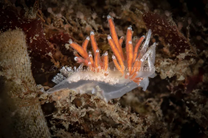 Microchlamylla gracilis - Ammoniakhavnen - Foto: Helene-Julie Zofia Paamand