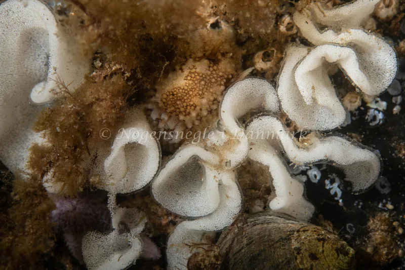 Onchidoris bilamellata - Natomolen, Femmøller Strand - Foto: Helene-Julie Zofia Paamand