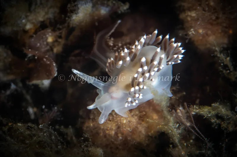 Coryphella verrucosa rufibranchialis - Natomolen, Femmøller Strand - Foto: Helene-Julie Zofia Paamand